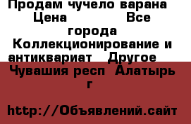 Продам чучело варана › Цена ­ 15 000 - Все города Коллекционирование и антиквариат » Другое   . Чувашия респ.,Алатырь г.